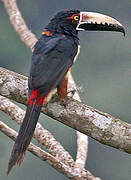 Collared Aracari