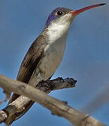 Violet-crowned Hummingbird