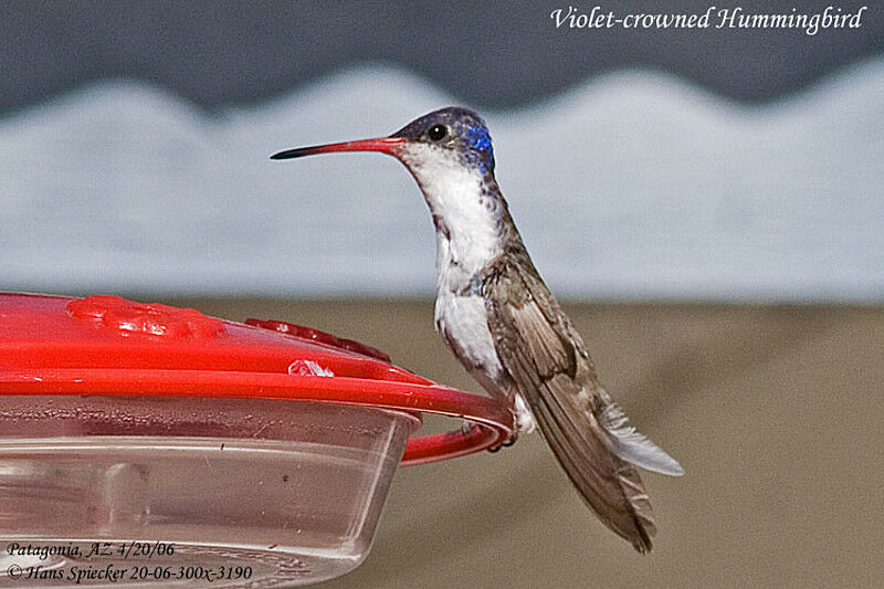 Violet-crowned Hummingbirdadult