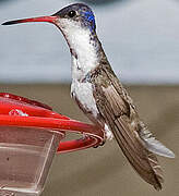 Violet-crowned Hummingbird