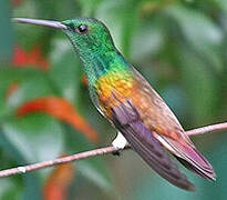 Snowy-bellied Hummingbird