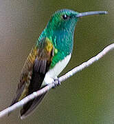 Snowy-bellied Hummingbird