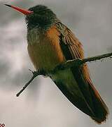 Amazilia Hummingbird