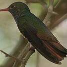 Ariane du Yucatan