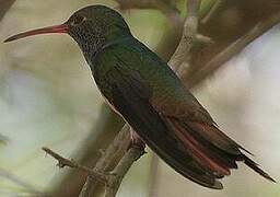 Buff-bellied Hummingbird