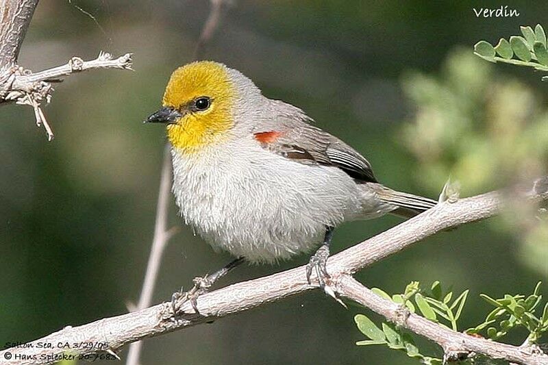 Verdin