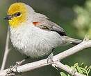 Auripare verdin