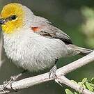 Auripare verdin