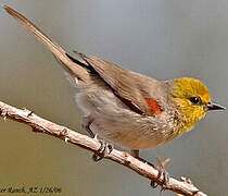 Verdin