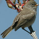 Auripare verdin