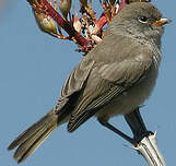 Auripare verdin