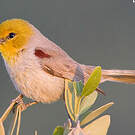 Auripare verdin