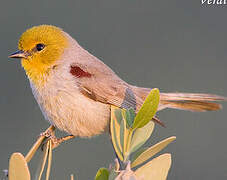 Auripare verdin