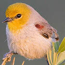Auripare verdin