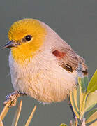 Verdin