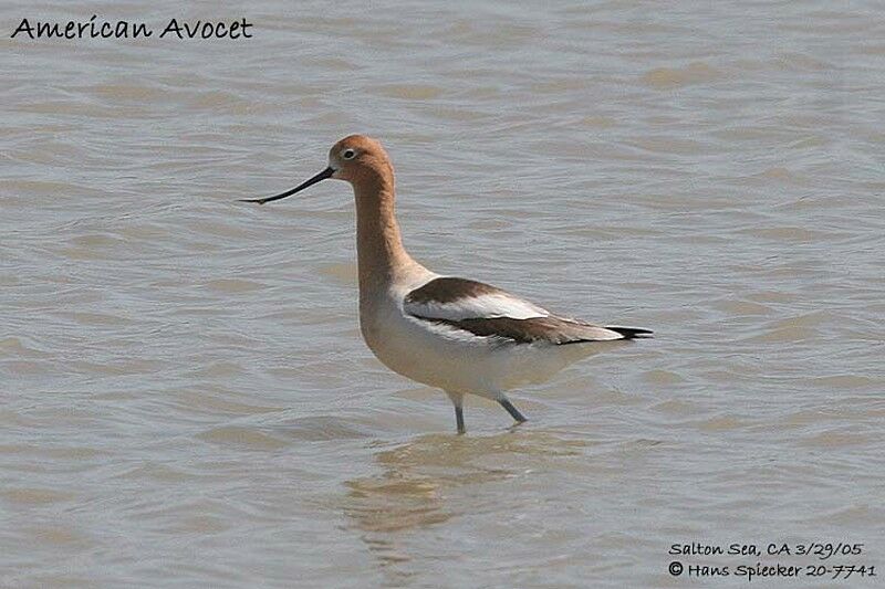 Avocette d'Amérique