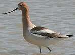 Avocette d'Amérique