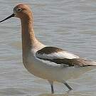 Avocette d'Amérique