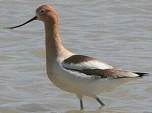 Avocette d'Amérique