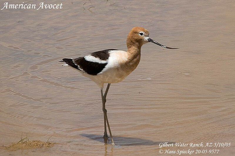 Avocette d'Amérique