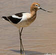 Avocette d'Amérique