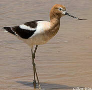 American Avocet