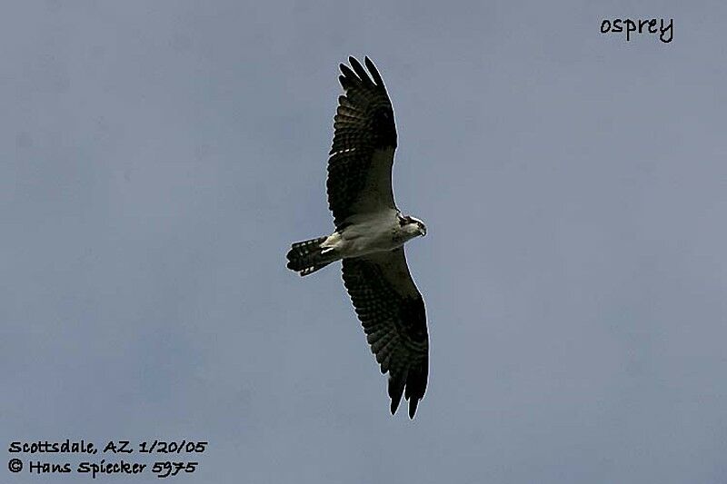 Western Osprey