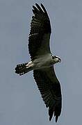 Western Osprey