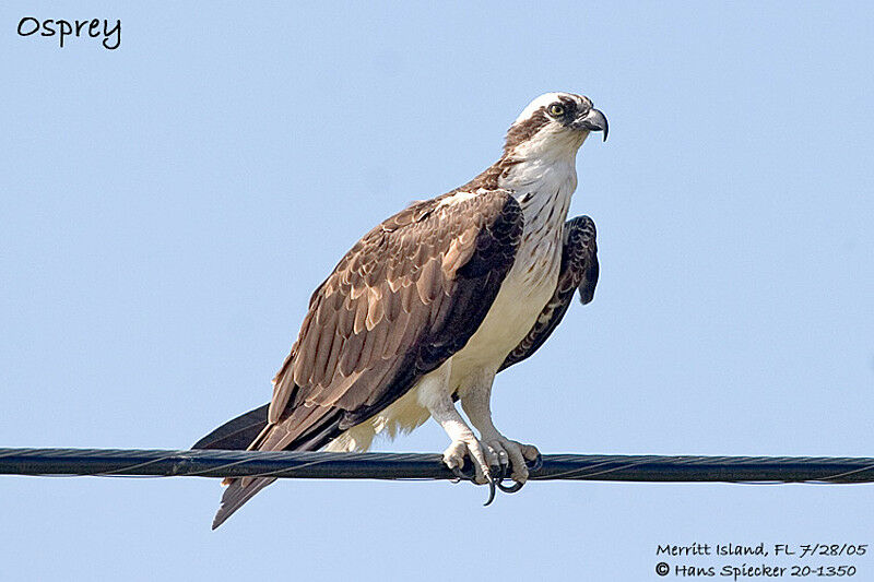 Western Osprey