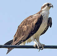 Western Osprey