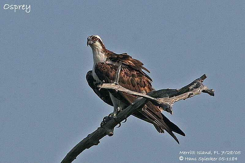 Western Osprey