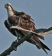 Western Osprey