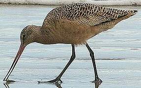 Marbled Godwit