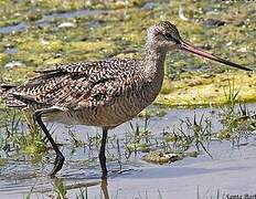 Marbled Godwit