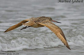 Marbled Godwit