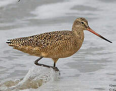 Marbled Godwit