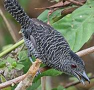 Fasciated Antshrike