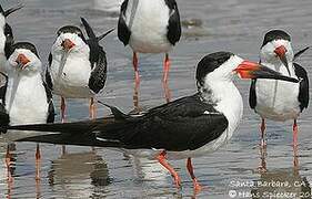 Black Skimmer