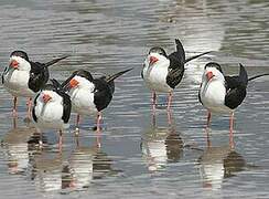 Black Skimmer