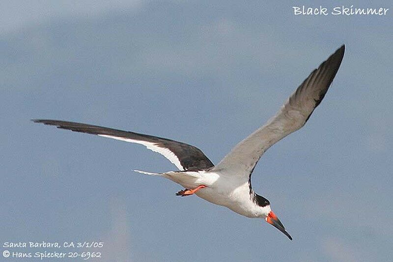 Black Skimmer