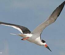 Black Skimmer