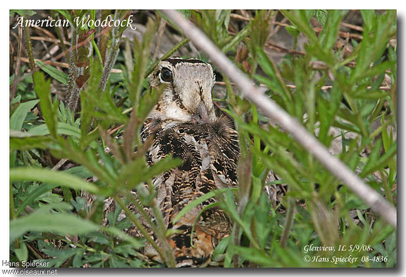 American Woodcock female adult, close-up portrait