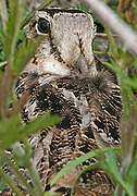 American Woodcock