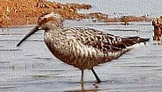 Stilt Sandpiper