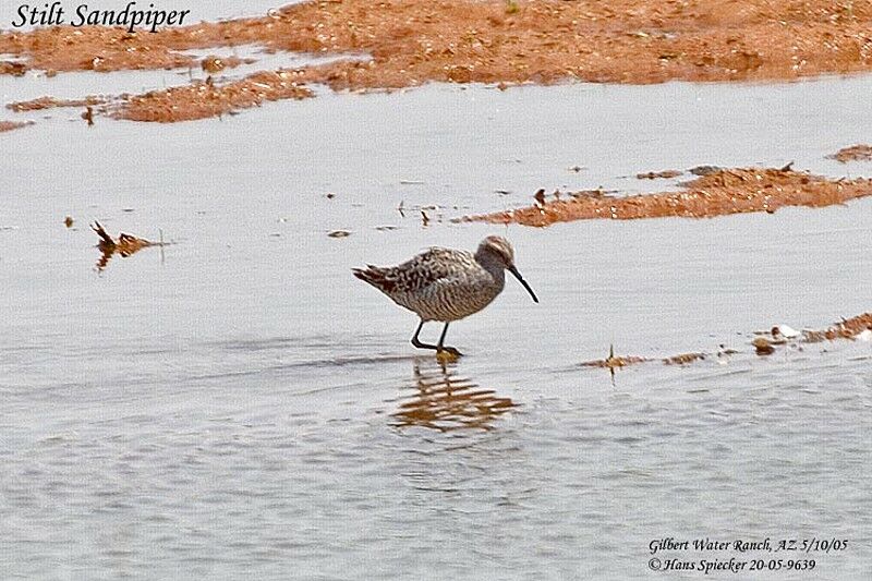 Stilt Sandpiper