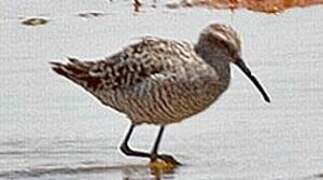 Stilt Sandpiper