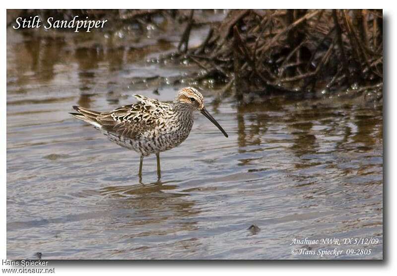 Stilt Sandpiperadult breeding, identification