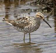 Stilt Sandpiper