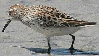 Western Sandpiper