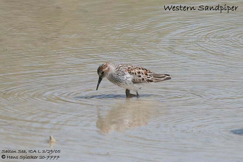 Western Sandpiper